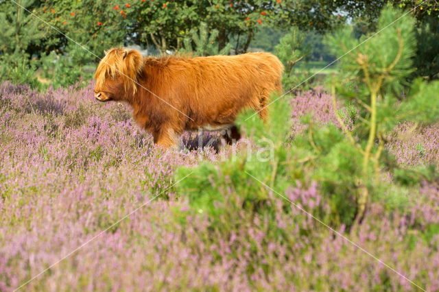 Struikheide