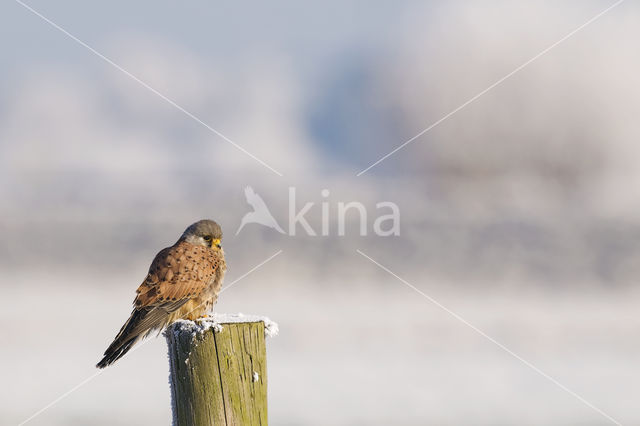 Common Kestrel (Falco tinnunculus)