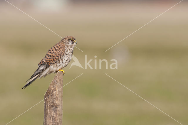 Torenvalk (Falco tinnunculus)