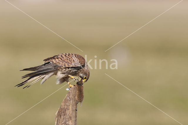 Torenvalk (Falco tinnunculus)