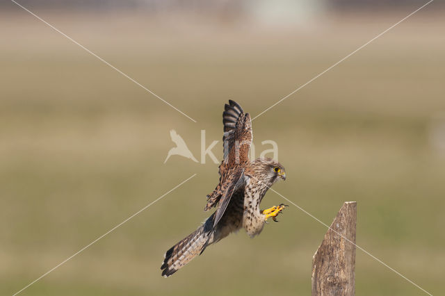 Common Kestrel (Falco tinnunculus)
