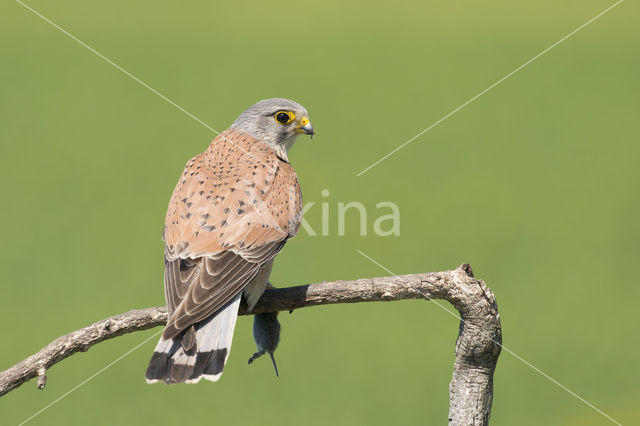 Common Kestrel (Falco tinnunculus)