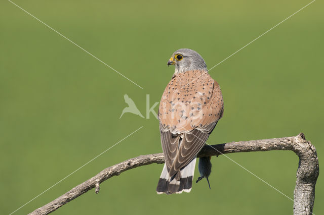 Common Kestrel (Falco tinnunculus)