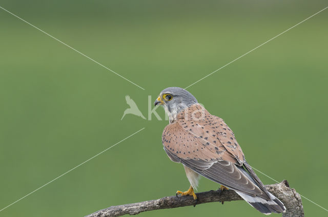 Common Kestrel (Falco tinnunculus)