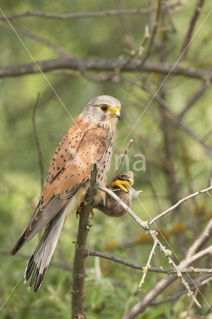 Torenvalk (Falco tinnunculus)