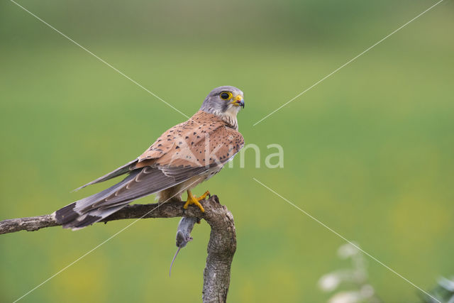 Common Kestrel (Falco tinnunculus)