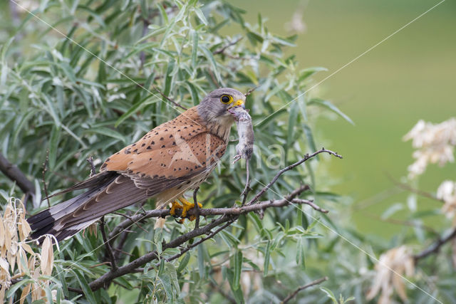 Torenvalk (Falco tinnunculus)