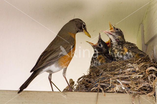 Turdus migratorius migratorius