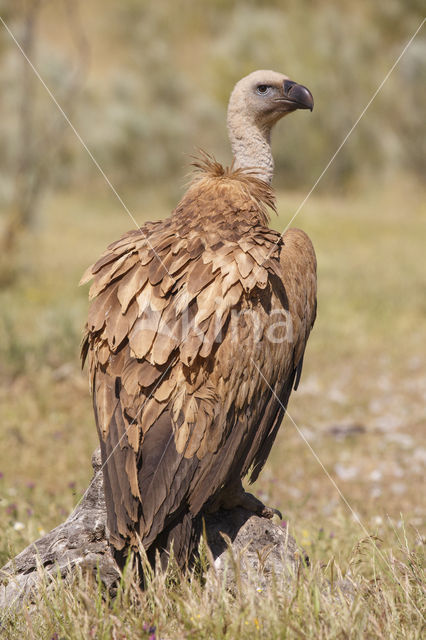 Eurasian Griffon (Gyps fulvus)