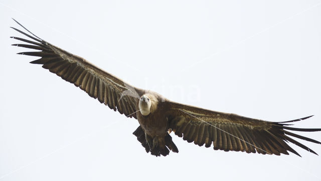 Eurasian Griffon (Gyps fulvus)