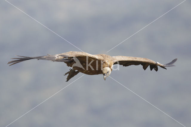 Eurasian Griffon (Gyps fulvus)