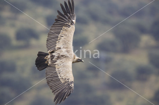 Eurasian Griffon (Gyps fulvus)