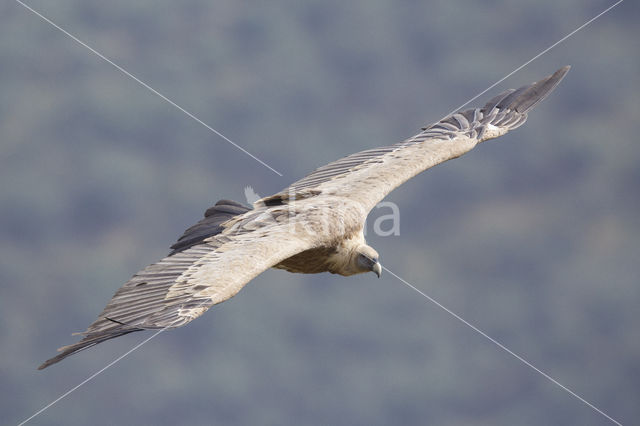 Eurasian Griffon (Gyps fulvus)