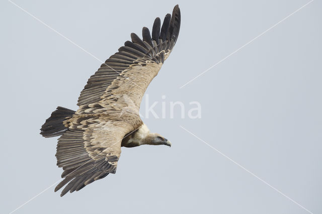 Eurasian Griffon (Gyps fulvus)