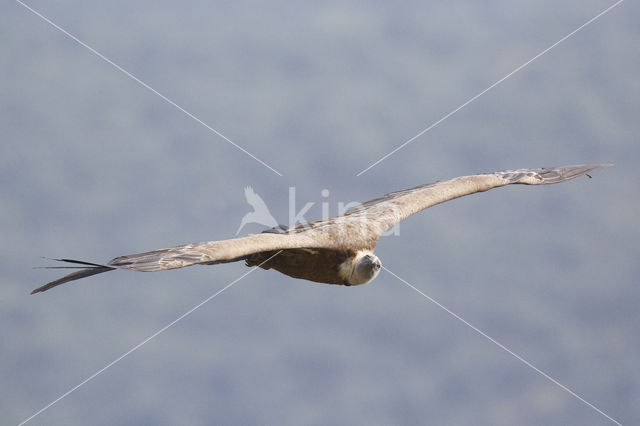 Eurasian Griffon (Gyps fulvus)