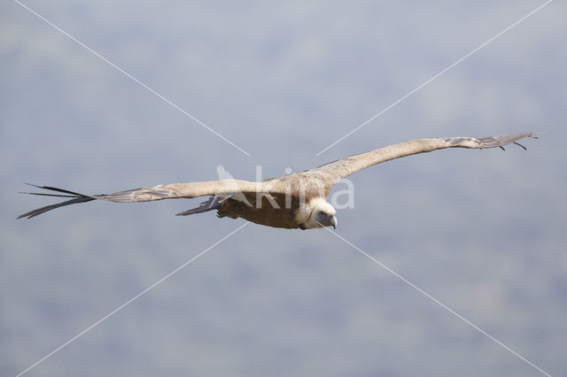 Eurasian Griffon (Gyps fulvus)