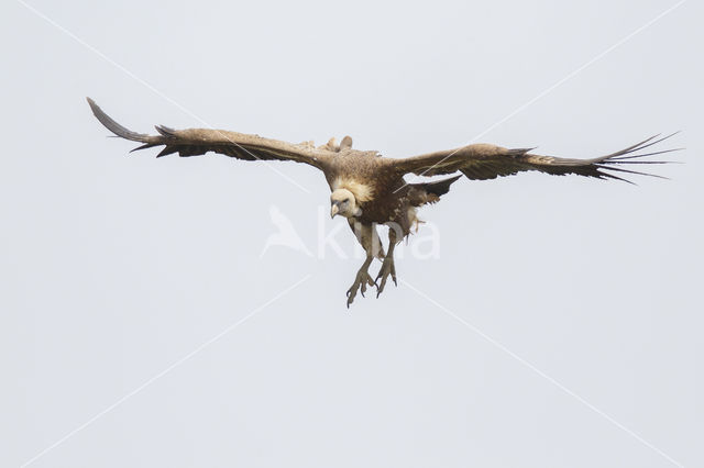 Eurasian Griffon (Gyps fulvus)