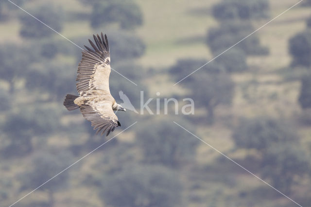 Eurasian Griffon (Gyps fulvus)