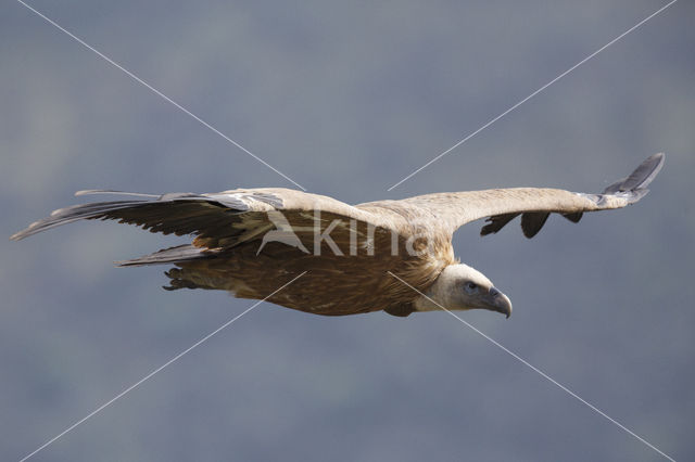 Eurasian Griffon (Gyps fulvus)