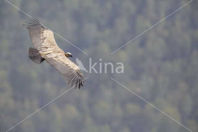 Eurasian Griffon (Gyps fulvus)