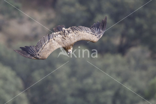 Eurasian Griffon (Gyps fulvus)