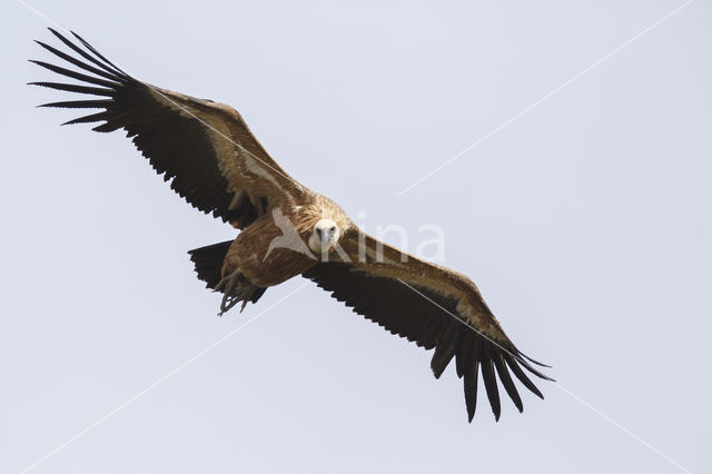 Eurasian Griffon (Gyps fulvus)