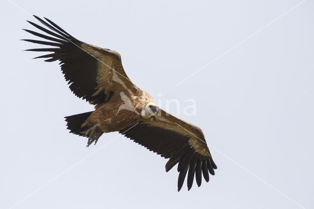 Eurasian Griffon (Gyps fulvus)