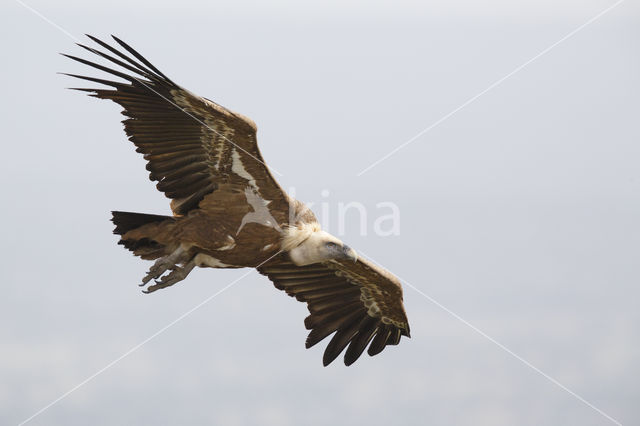 Eurasian Griffon (Gyps fulvus)