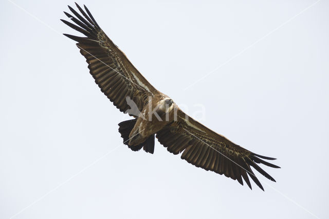 Eurasian Griffon (Gyps fulvus)