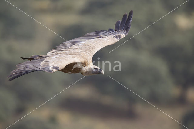 Eurasian Griffon (Gyps fulvus)