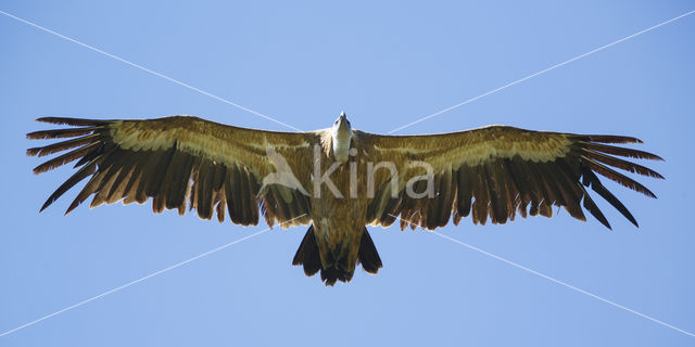 Eurasian Griffon (Gyps fulvus)