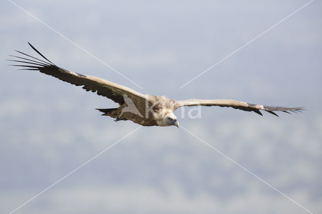 Eurasian Griffon (Gyps fulvus)