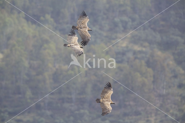 Eurasian Griffon (Gyps fulvus)