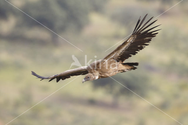 Eurasian Griffon (Gyps fulvus)