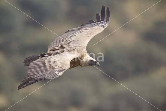 Eurasian Griffon (Gyps fulvus)