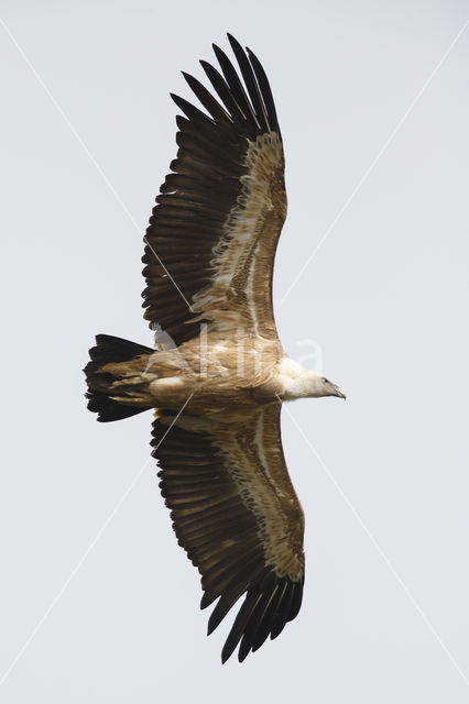 Eurasian Griffon (Gyps fulvus)