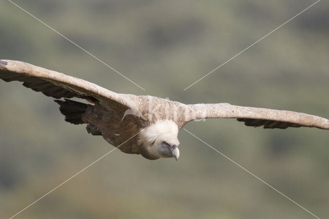 Eurasian Griffon (Gyps fulvus)