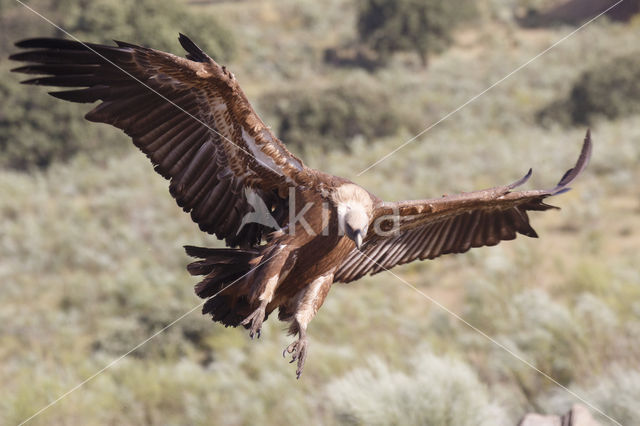 Eurasian Griffon (Gyps fulvus)