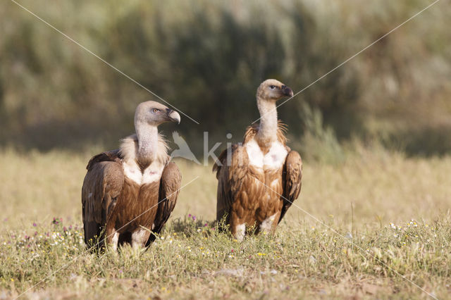 Eurasian Griffon (Gyps fulvus)