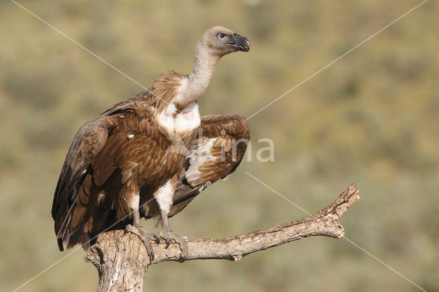 Eurasian Griffon (Gyps fulvus)