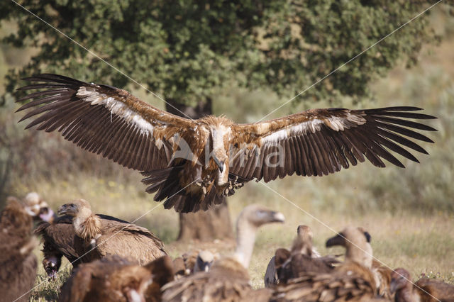 Eurasian Griffon (Gyps fulvus)