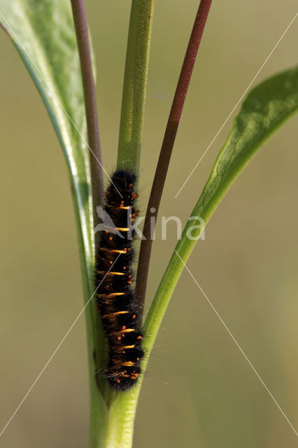 Veelvraat (Macrothylacia rubi)