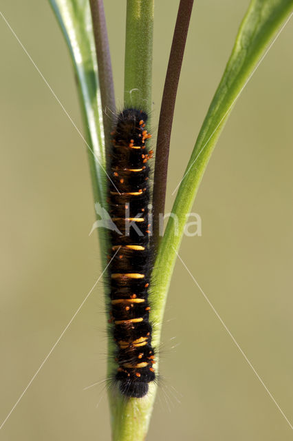 Veelvraat (Macrothylacia rubi)