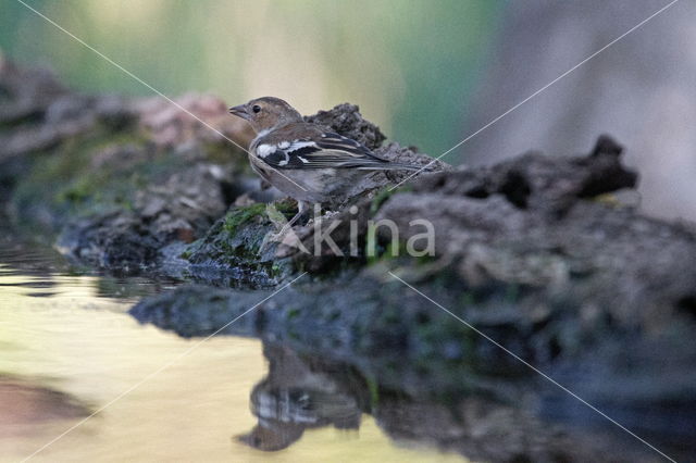 Chaffinch (Fringilla coelebs)