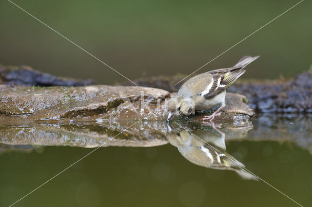 Chaffinch (Fringilla coelebs)