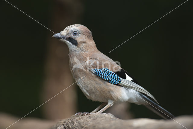 Eurasian Jay (Garrulus glandarius)