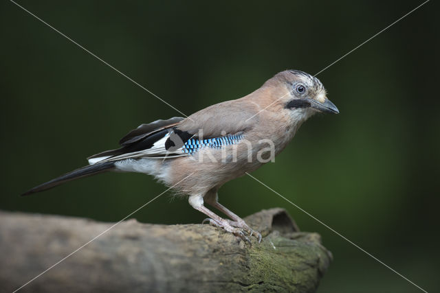 Vlaamse Gaai (Garrulus glandarius)