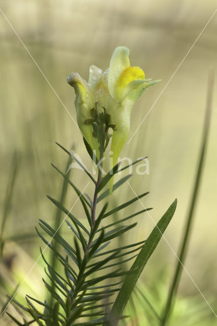 Vlasbekje (Linaria vulgaris)