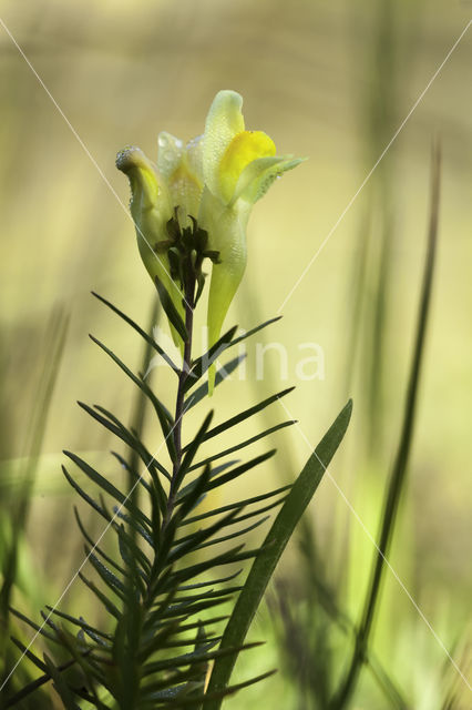 Vlasbekje (Linaria vulgaris)