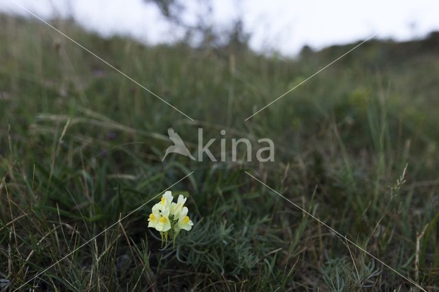 Vlasbekje (Linaria vulgaris)